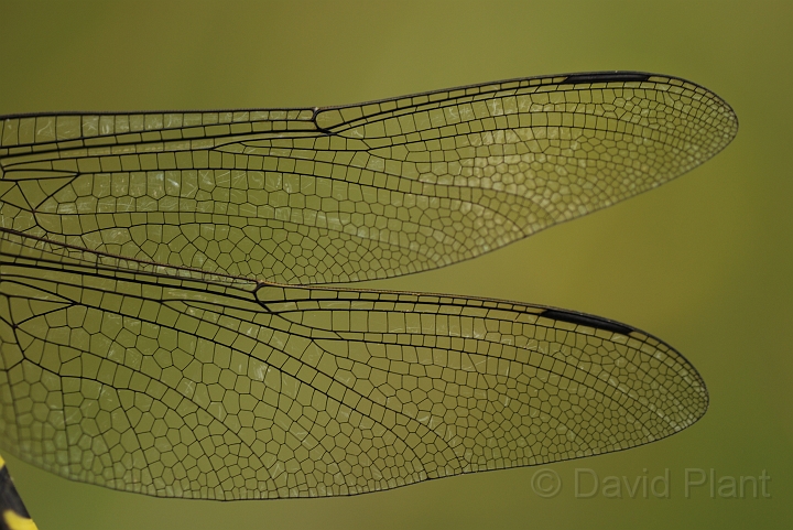 Golden-ringed dragonfly - A.jpg - Golden-ringed dragonfly wings -  Rhondda